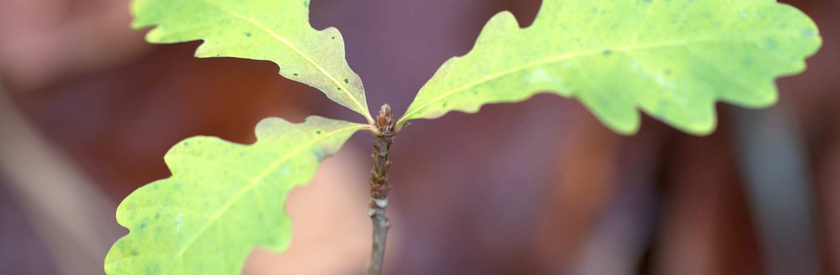 Eiche - Quercus robur L.